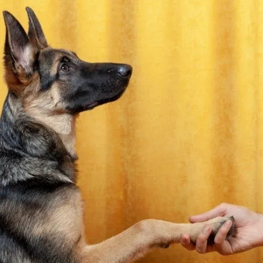 alman kurdu eğitimi