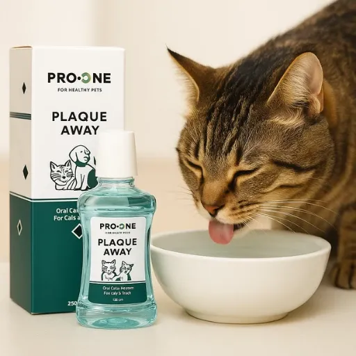 kedilerde ağız enfeksiyonu evde tedavisi suya katılan destekler