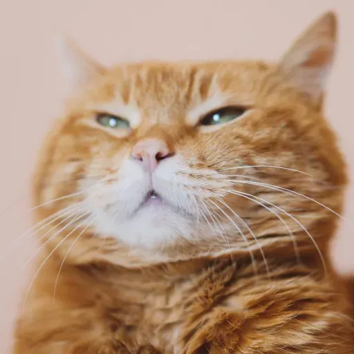 sarman kedi turuncu gülümsüyor