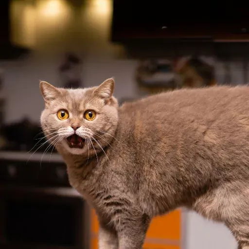 scottish straight bakımını anlatan görsel