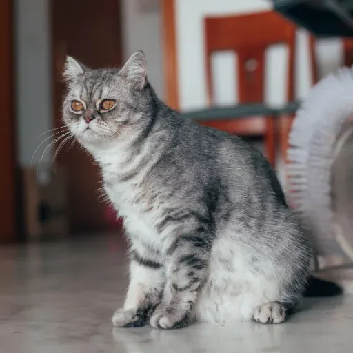 scottish straight karakteri ve mizacını anlatan görsel