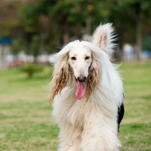 uzun kulaklı bir köpek türü olan afgan tazısı görseli