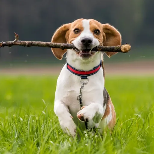 uzun kulaklı bir köpek türü olan beagle görseli