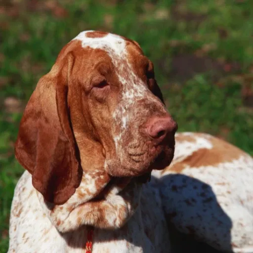 uzun kulaklı bir köpek türü olan bracco italiano görseli