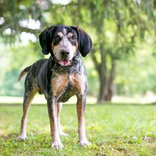 uzun kulaklı bir köpek türü olan coonhund görseli