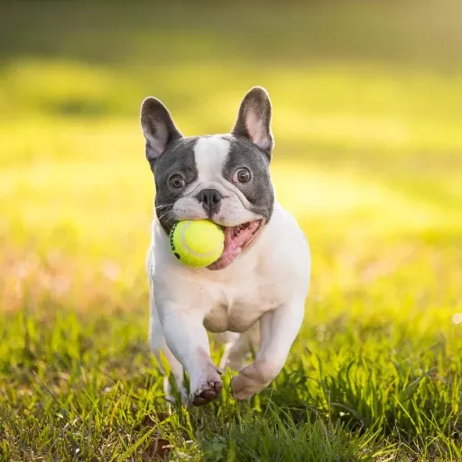 uzun kulaklı bir köpek türü olan french bulldog görseli