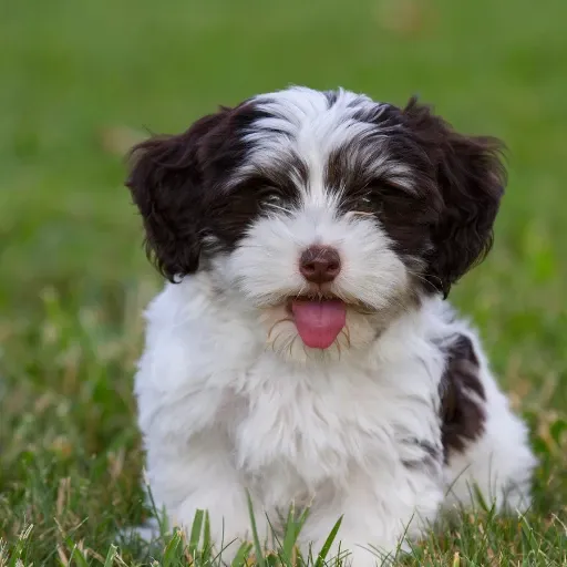 uzun kulaklı bir köpek türü olan havanese görseli