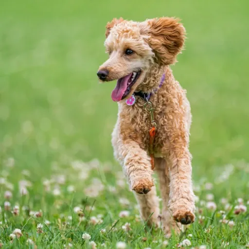 uzun kulaklı bir köpek türü olan poodle görseli