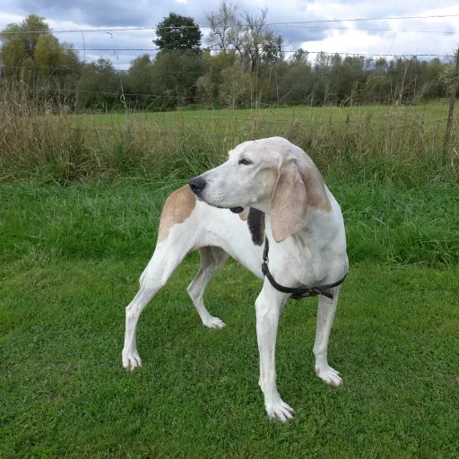 uzun kulaklı bir köpek türü olan walker coonhund görseli