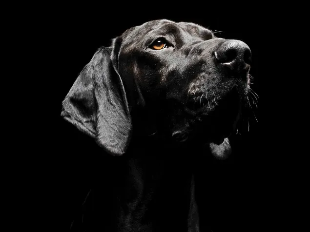 PRO PLAN Light Köpek Maması