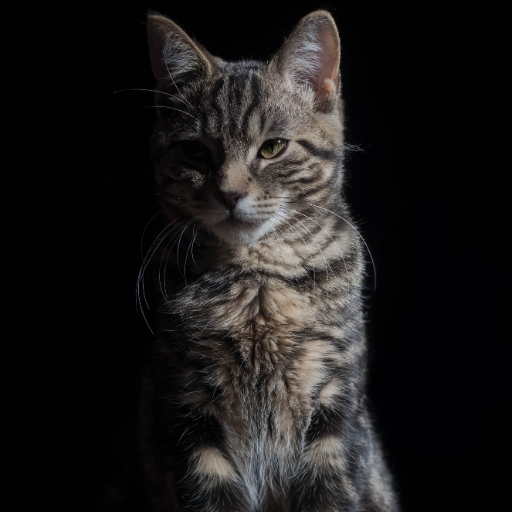 Proplan Kedi Maması