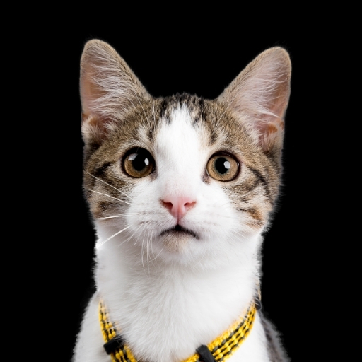 Proplan Kısır Kedi Maması