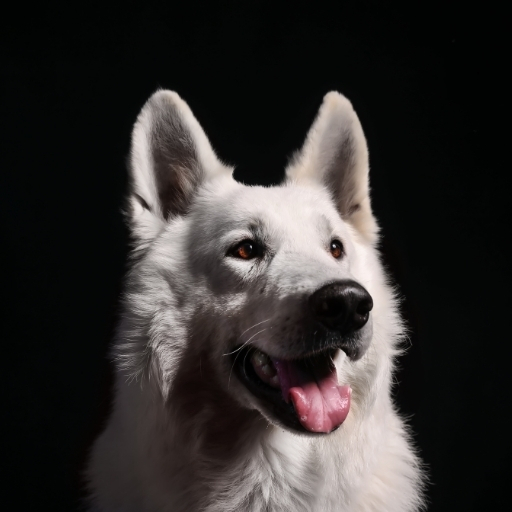 Proplan Köpek Maması