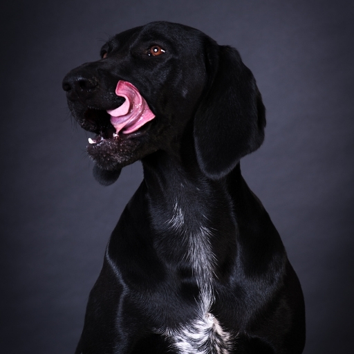 Proplan Köpek Ödülleri