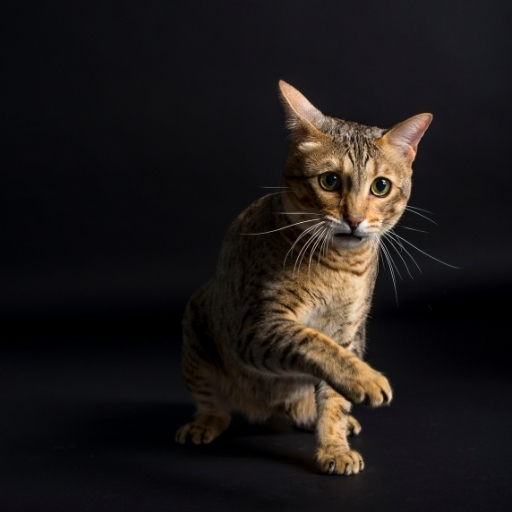 Proplan Kedi Yaş Mama