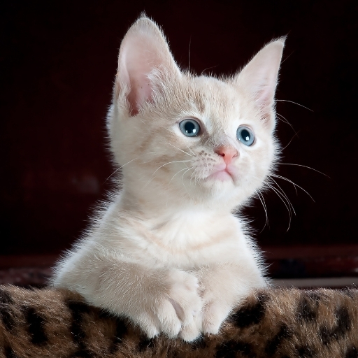 Proplan Yavru Kedi Maması