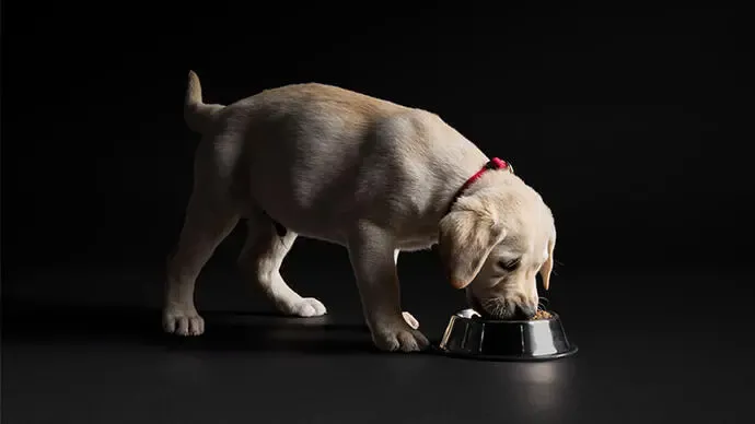 proplan yavru köpek maması