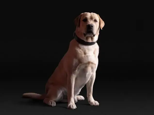 PRO PLAN Yetişkin Köpek Maması