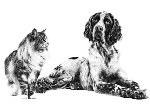 Royal Canin Beslenme Danışmanlığı