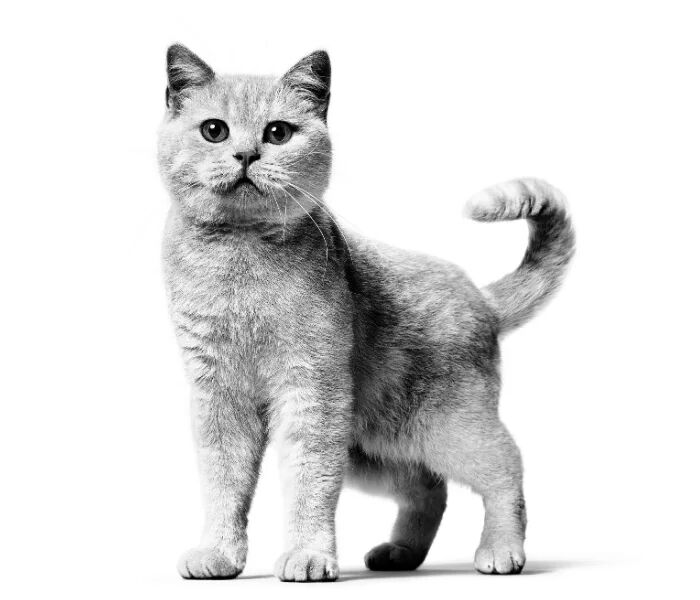 British Shorthair Kedi