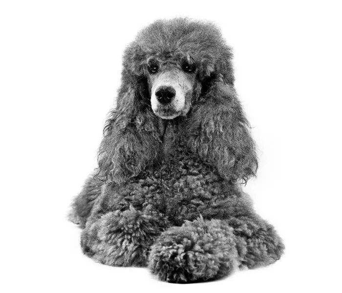 Poodle Köpek