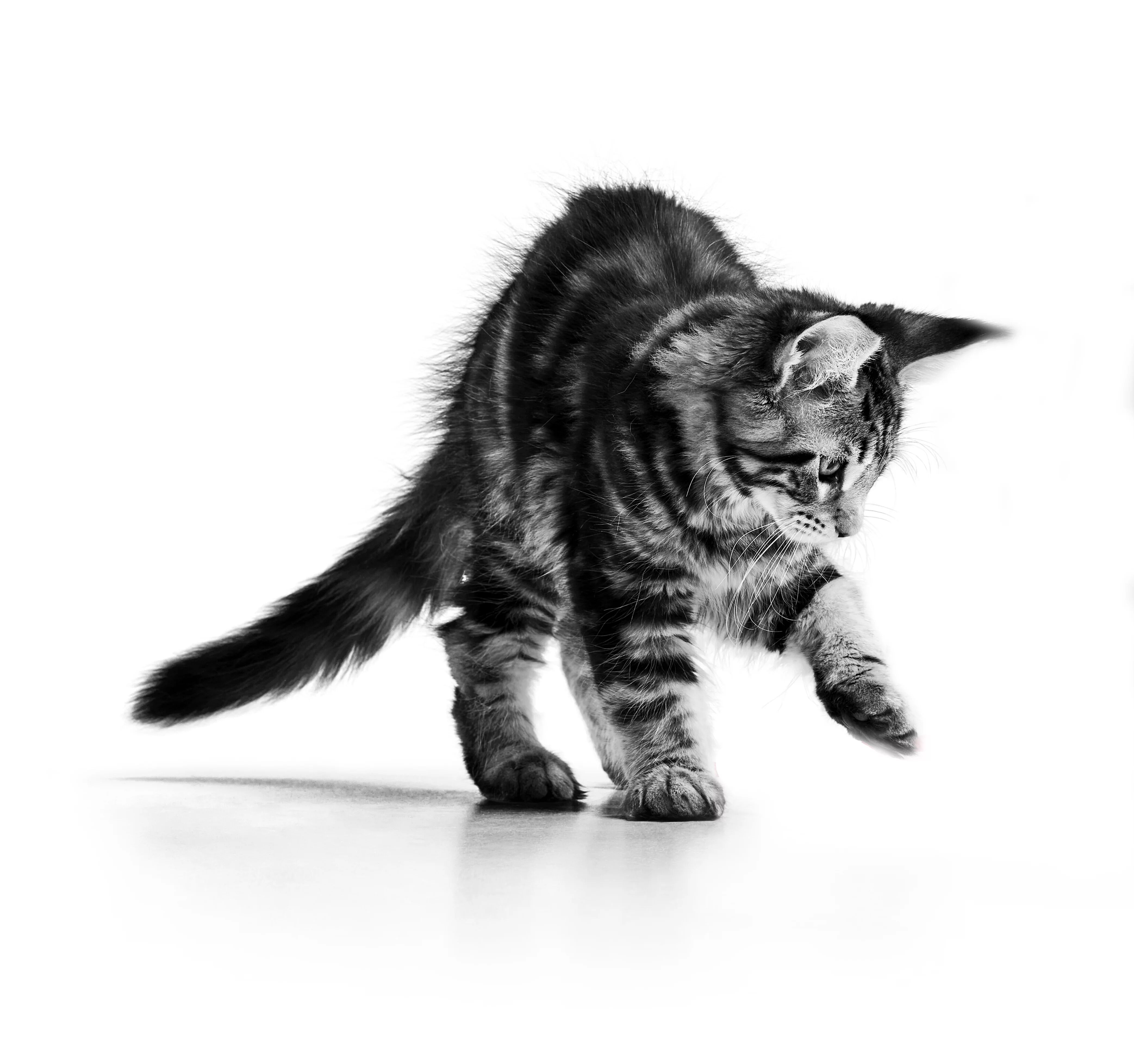 Yavru Maine Coon Kedi