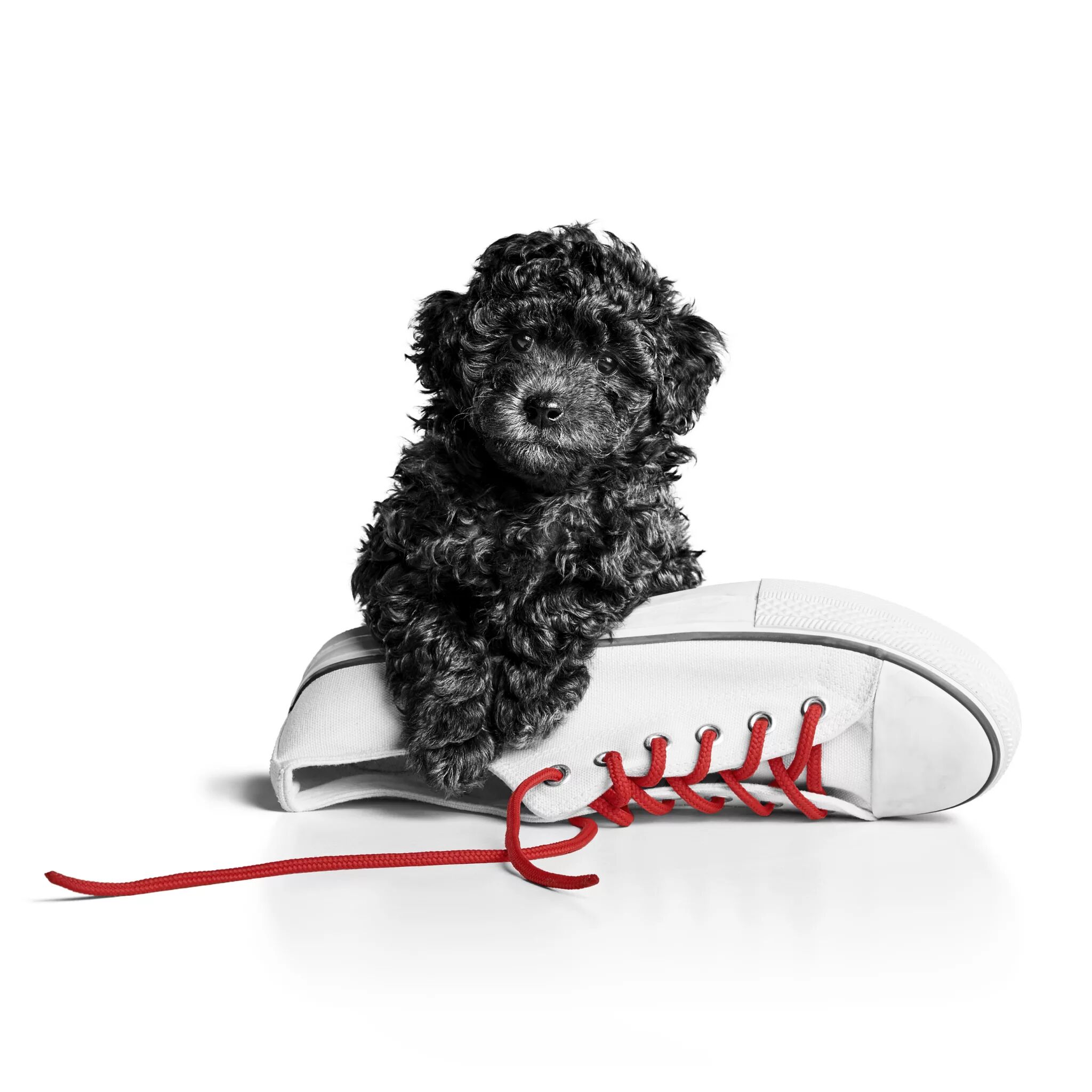 Yavru Toy Poodle Köpek