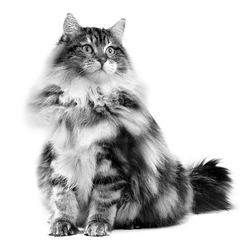 Yetişkin Siberian Kedi