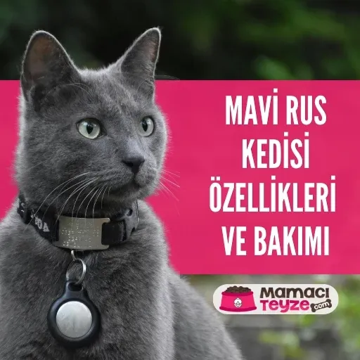 Mavi Rus Kedisi Özellikleri ve Bakımı