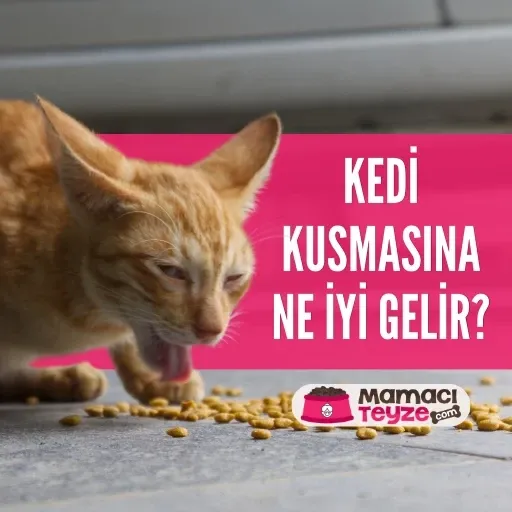 Kedi Kusmasına Ne İyi Gelir? Evde Tedavi Yöntemleri