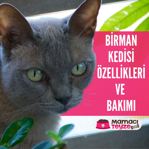 Birman Kedisi Özellikleri ve Bakımı