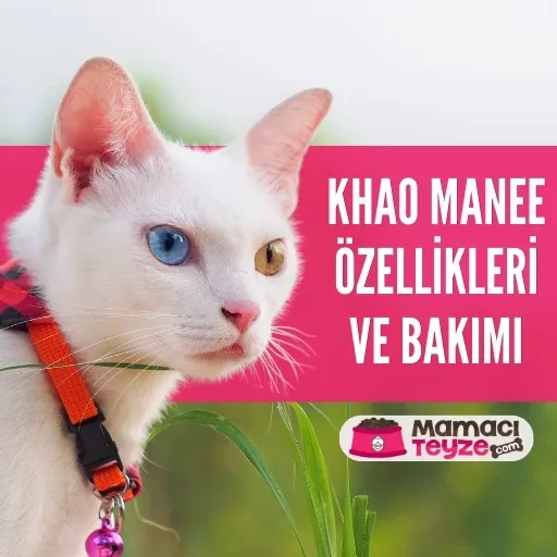 Khao Manee Kedisi Özellikleri ve Bakımı