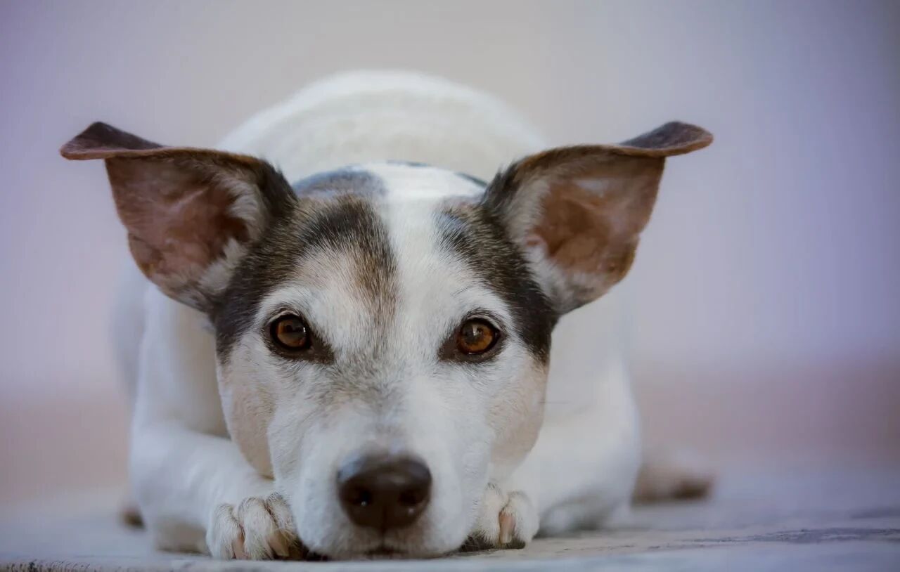 Köpek Sahiplendiğinizde Dikkat Etmeniz Gerekenler