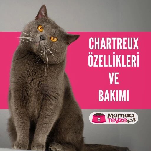Chartreux Kedisi Özellikleri ve Bakımı