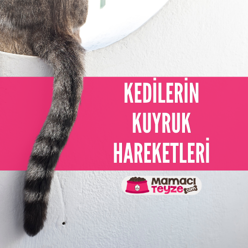 Kedilerin Kuyruk Hareketleri: Dostlarımızın Duygularını Anlama Rehberi