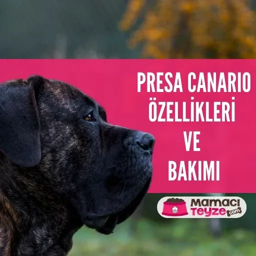 Presa Canario (Kanarya Mastiff) Köpek Irkı Özellikleri ve Bakımı