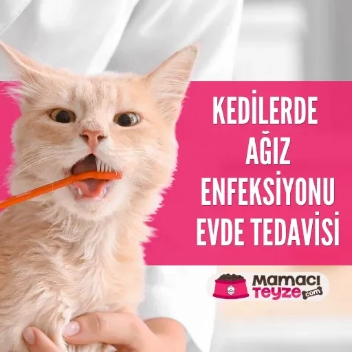 Kedilerde Ağız Enfeksiyonu Evde Tedavisi