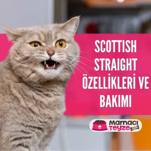 Scottish Straight Özellikleri ve Bakımı