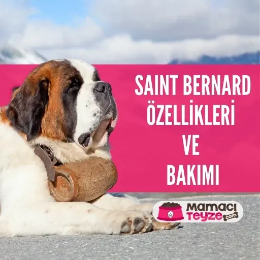 Saint Bernard Köpek Irkı Özellikleri ve Bakımı