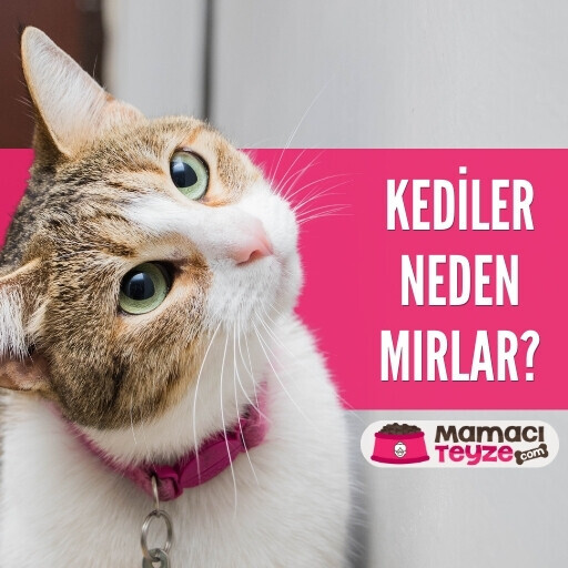 Kediler Neden Mırlar? Kedilerin Mırlamasının Sırrı
