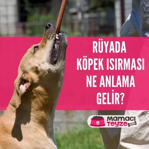 Rüyada Köpek Isırması: Anlamı ve Yorumları