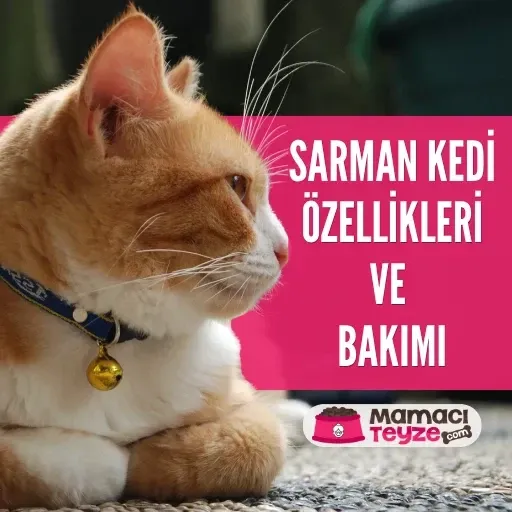 Sarman Kedi Özellikleri ve Bakımı