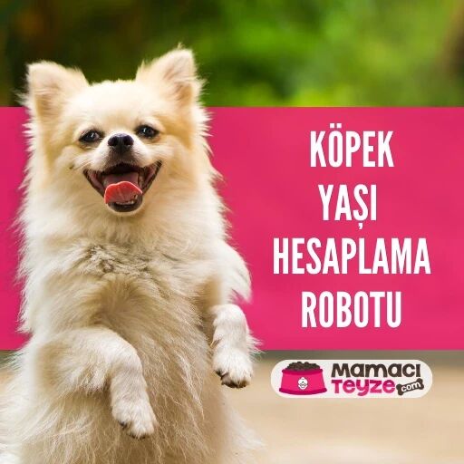 Köpek Yaşı Hesaplama - Köpeklerde İnsan Yaşı Hesaplama