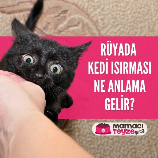 Rüyada Kedi Isırması Ne Anlama Gelir?
