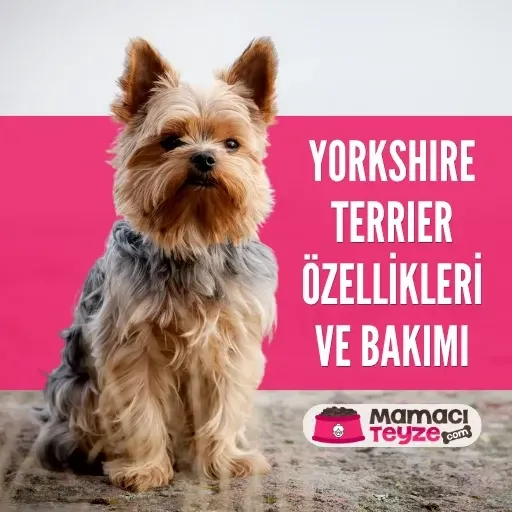 Yorkshire Terrier Özellikleri ve Bakımı