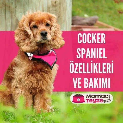 Cocker Köpek (Cocker Spaniel) Özellikleri ve Bakımı