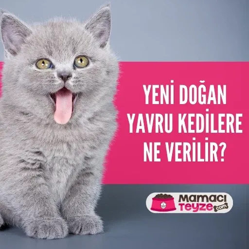 Yeni Doğan Yavru Kedilere Ne Verilir?