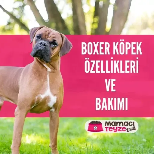 Boxer Köpek Özellikleri ve Bakımı