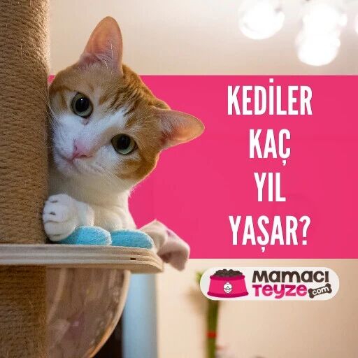 Kediler Kaç Yıl Yaşar?