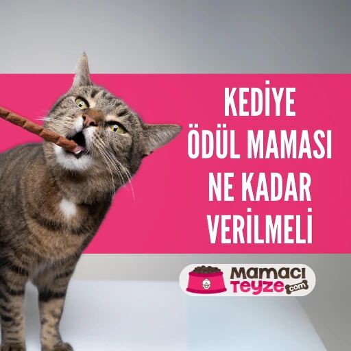 Kedilere Ödül Maması Ne Kadar Verilmeli?